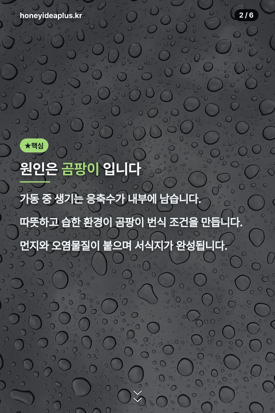 곰팡이가 원인