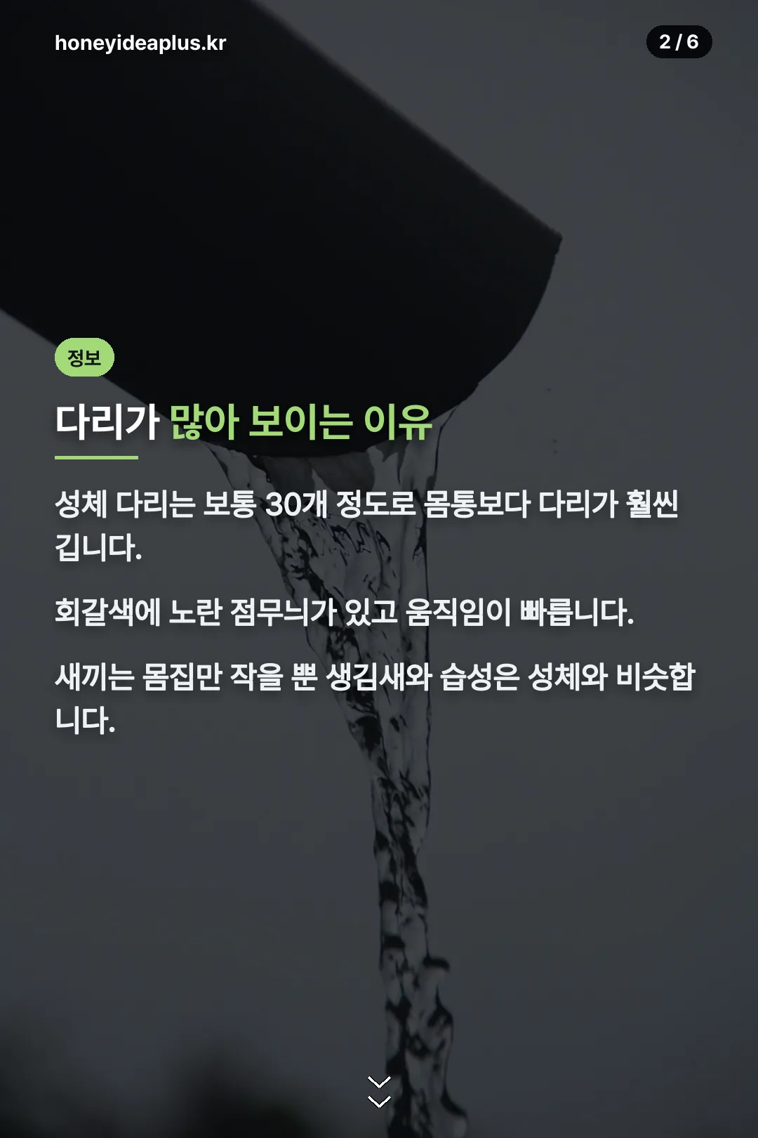 그리마 생김새 설명