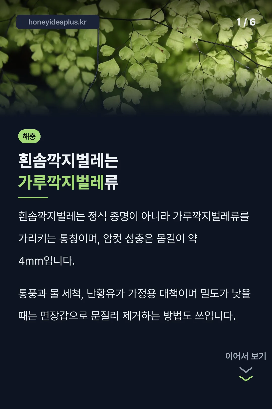 흰솜깍지벌레는 가루깍지벌레류