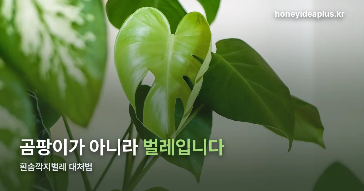 흰솜깍지벌레 정리 썸네일
