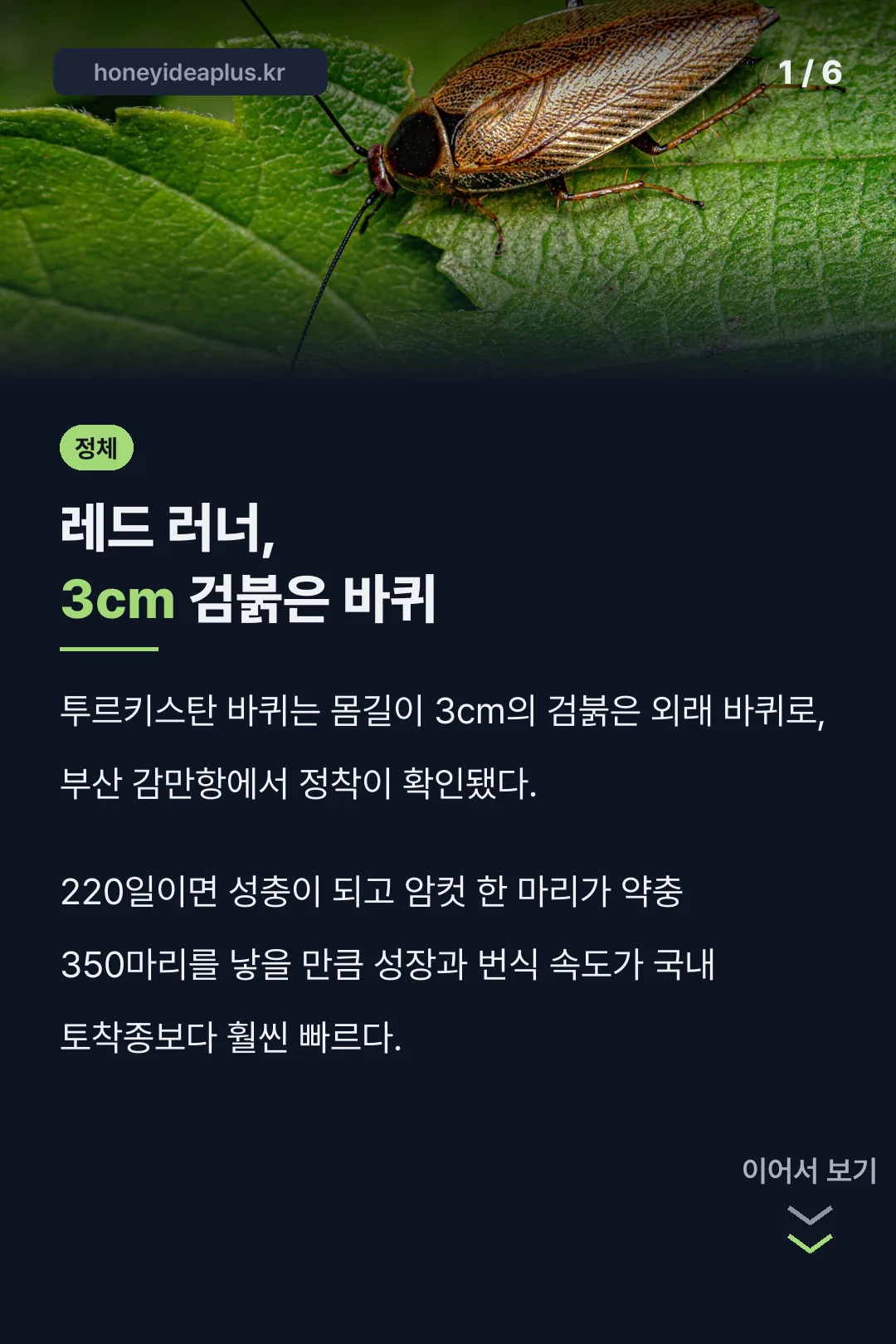 투르키스탄 바퀴의 정체