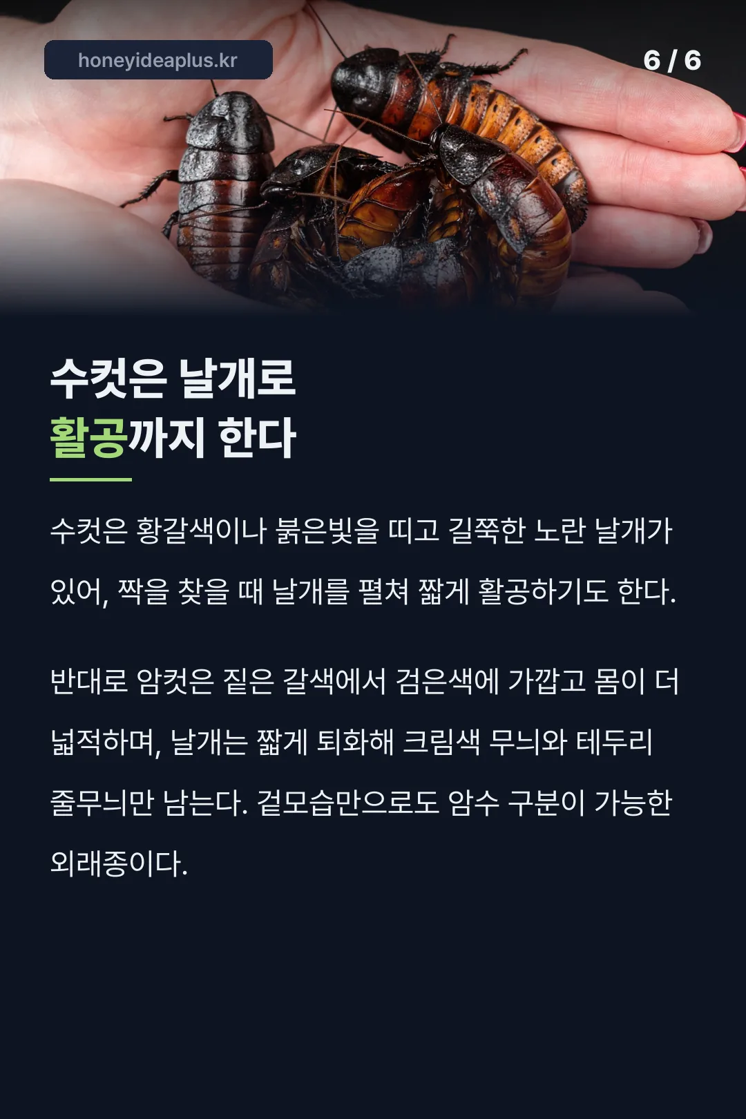 수컷과 암컷의 생김새 차이